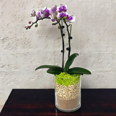 Variegated Orchid Plant-1